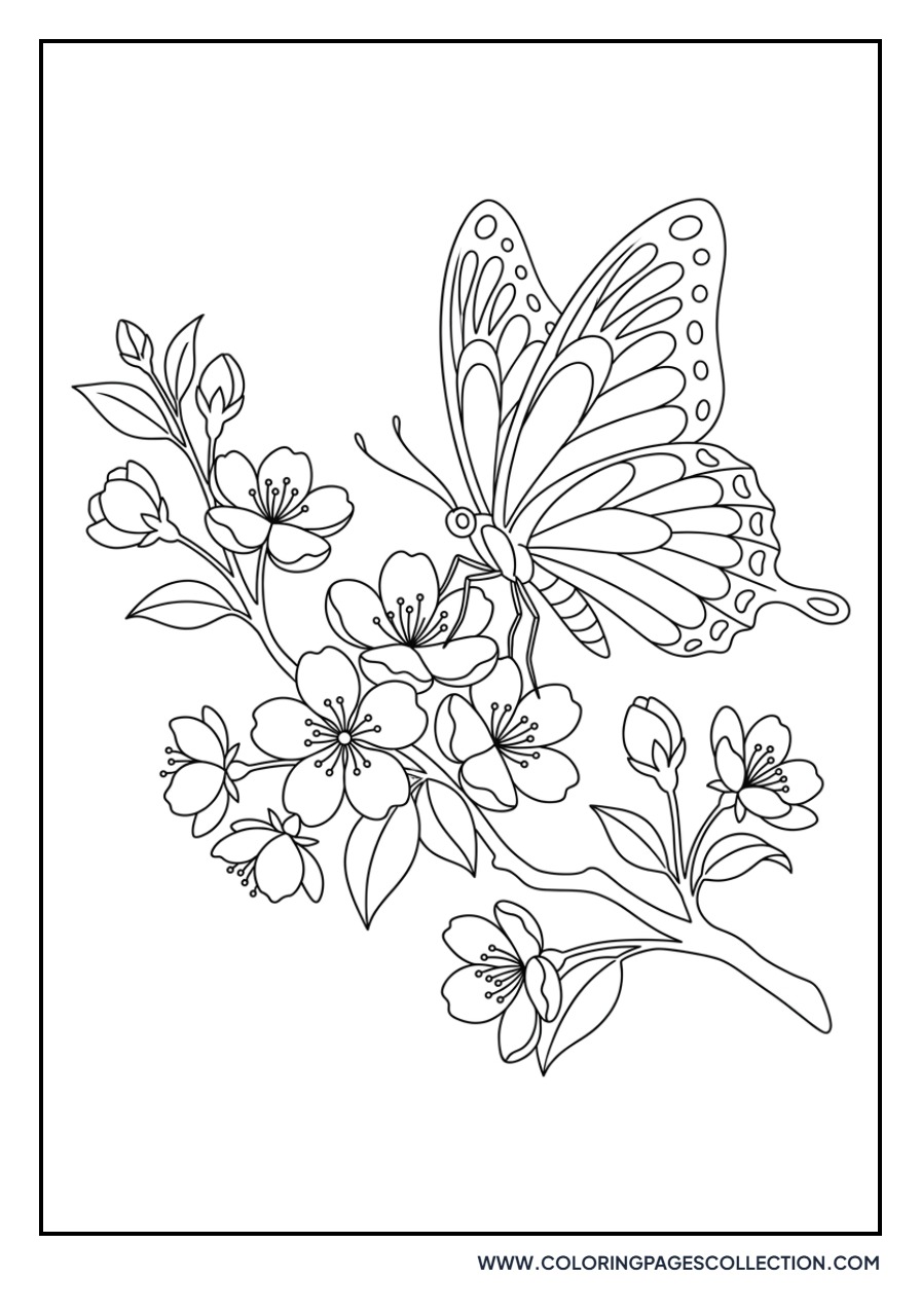 Butterfly on Cherry Blossom