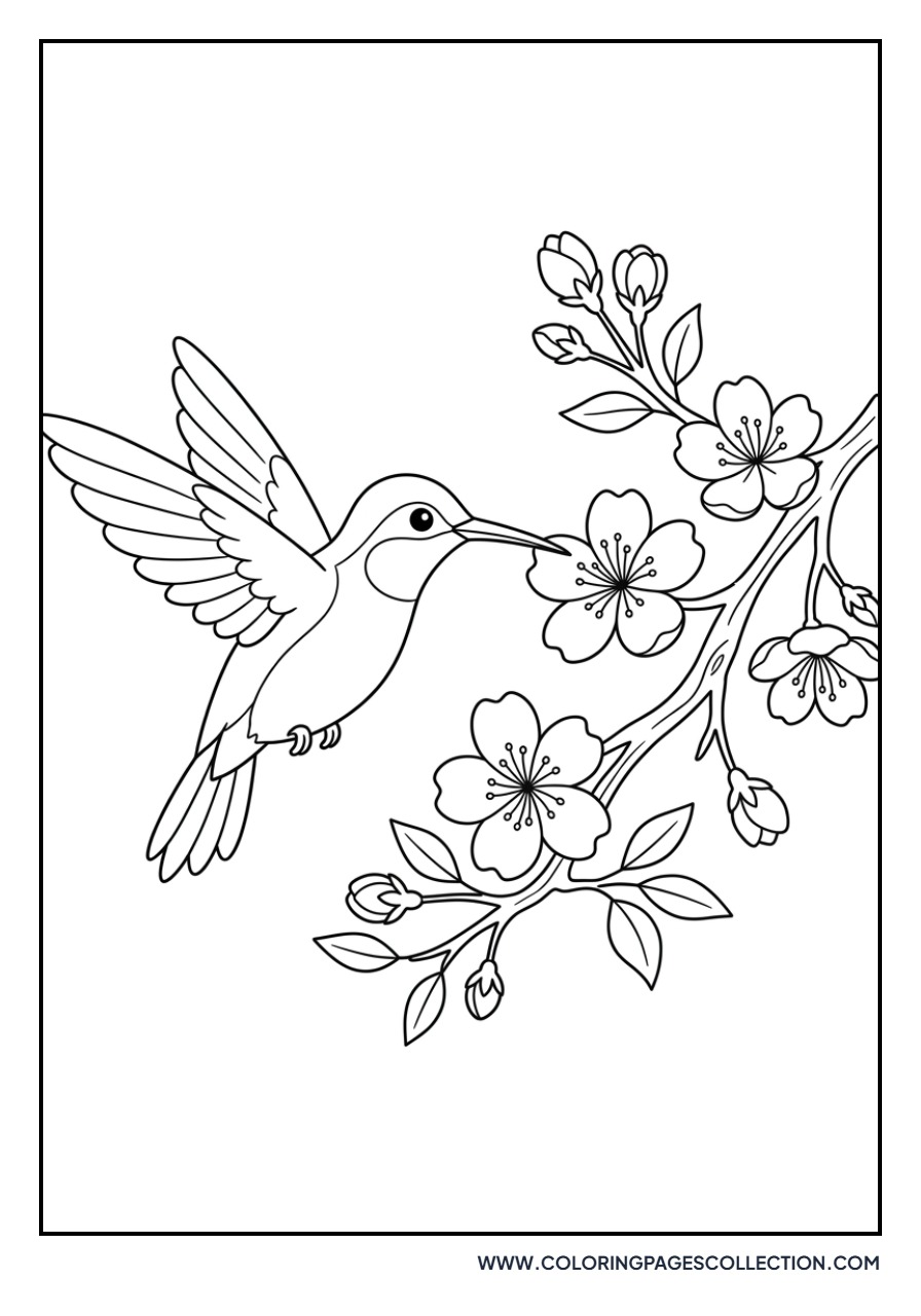 Hummingbird and Sakura