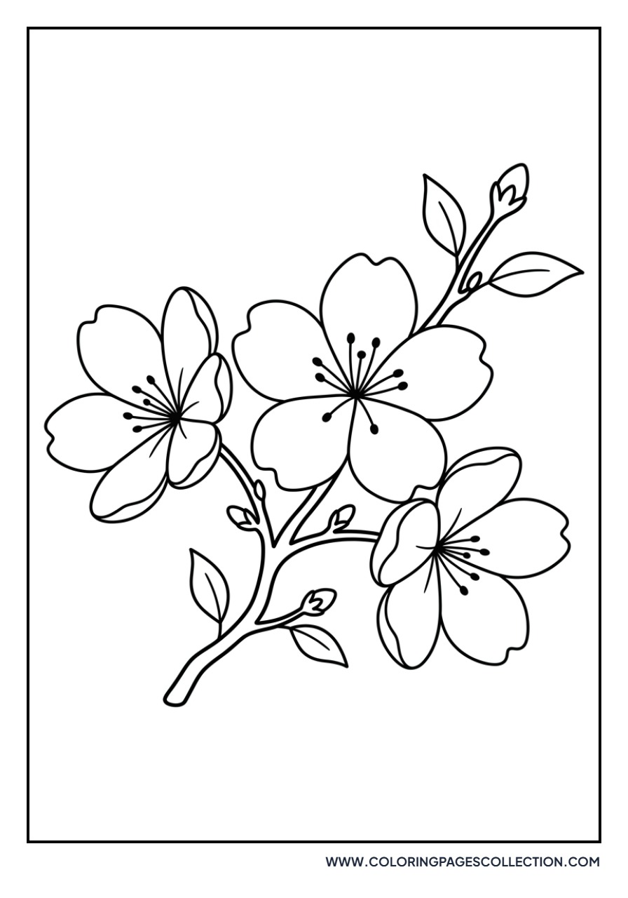 Sakura Branch Close-up