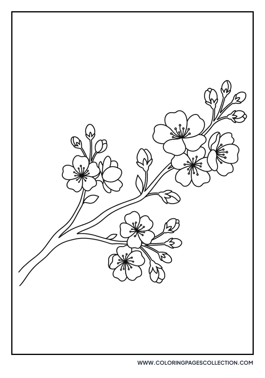 Sakura Branch with Buds