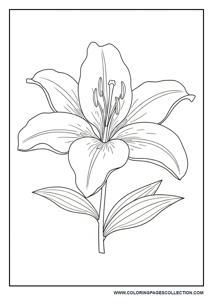 Easy Lily Flower Coloring Page