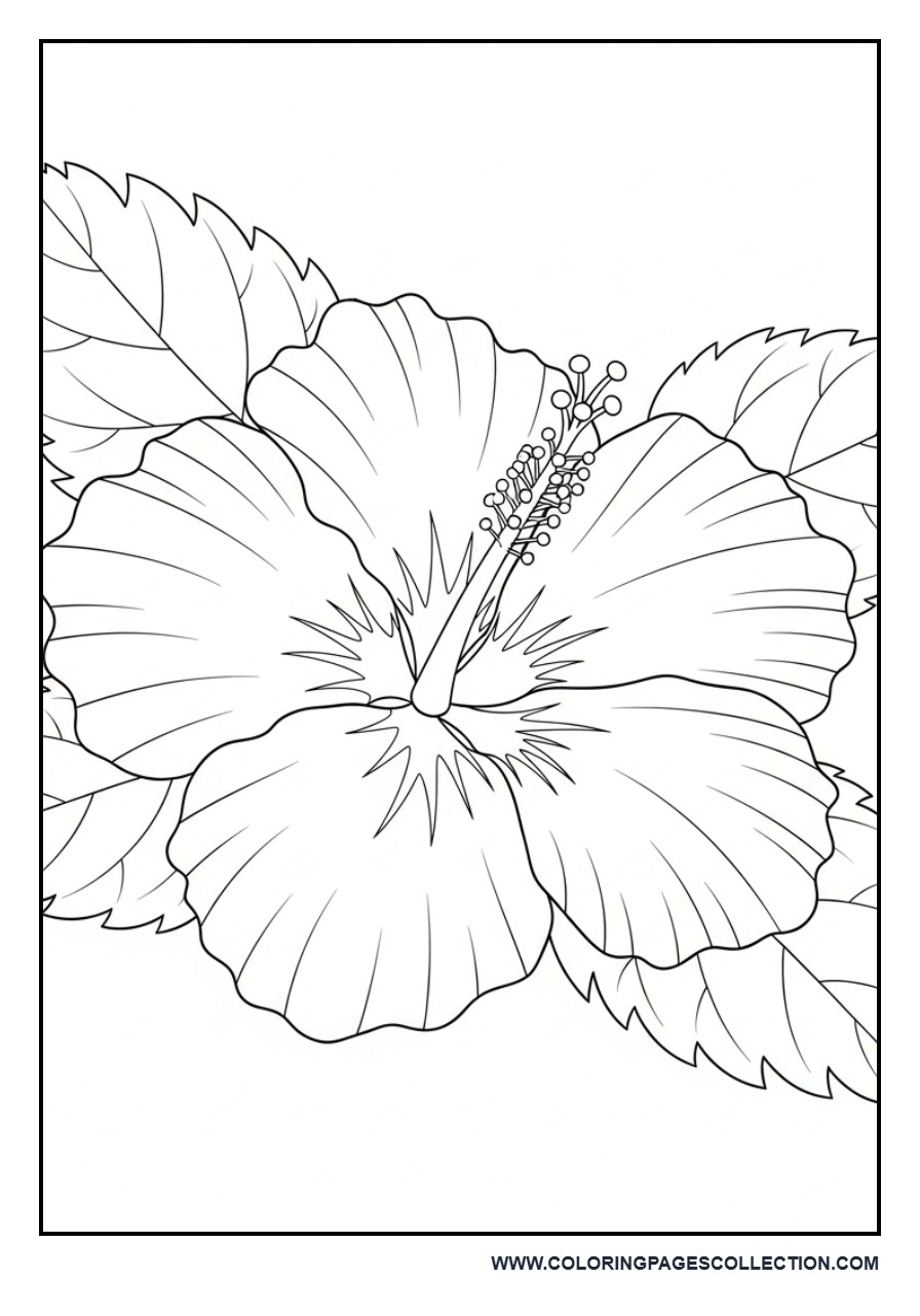 Simple Hibiscus Flower Coloring Page