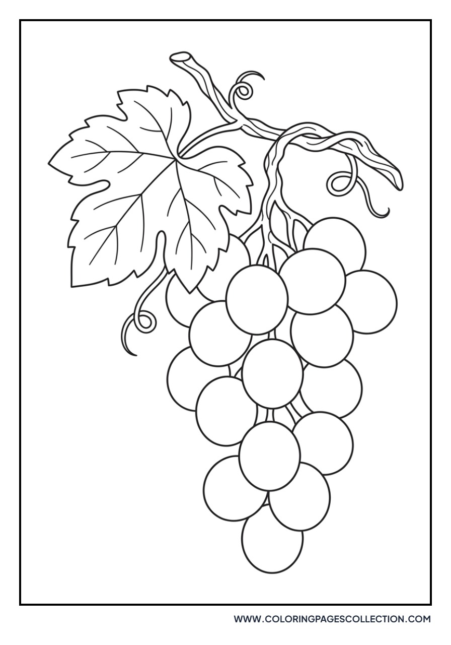Cluster of Grapes on Vine