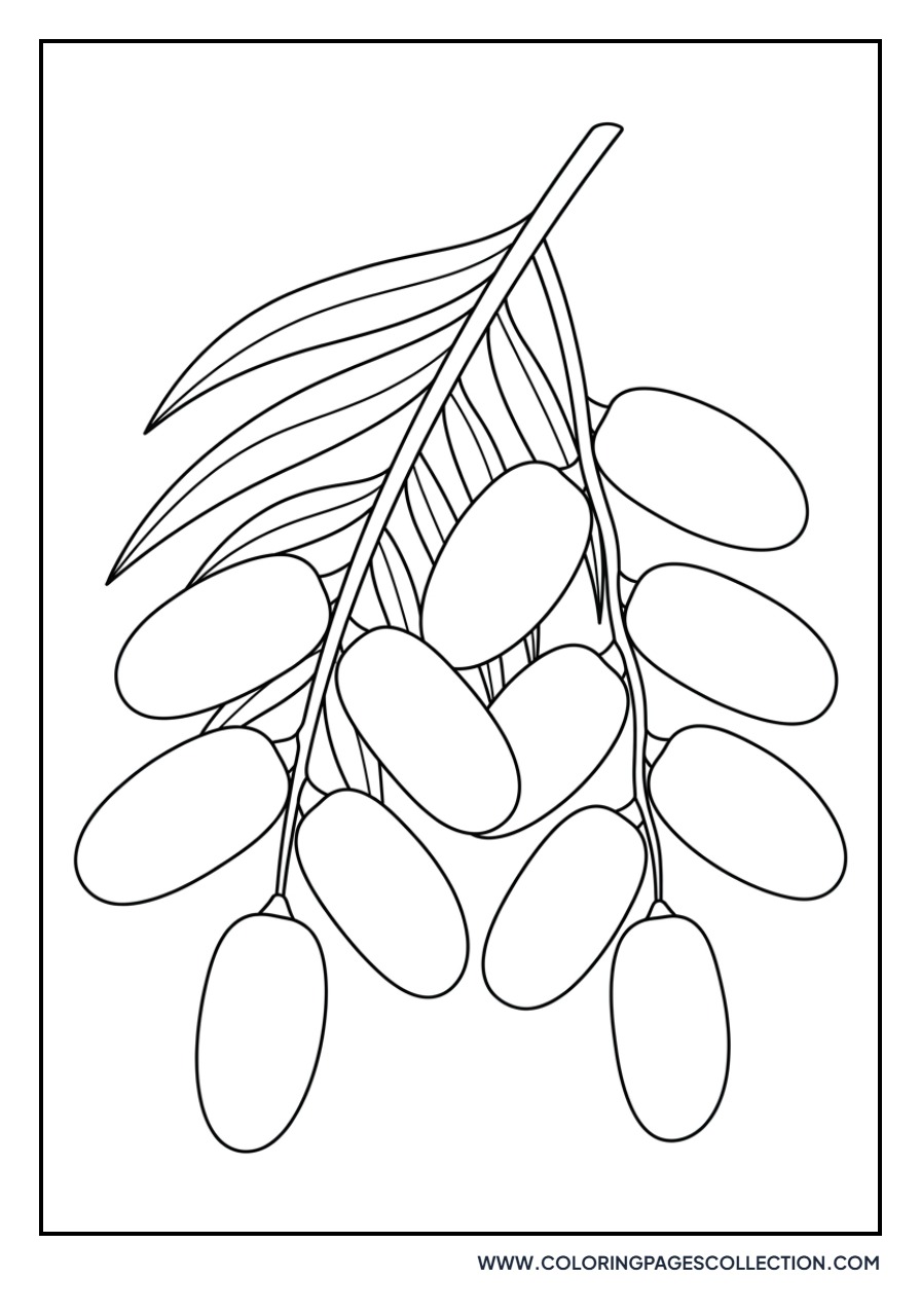 Date Fruit on Branch