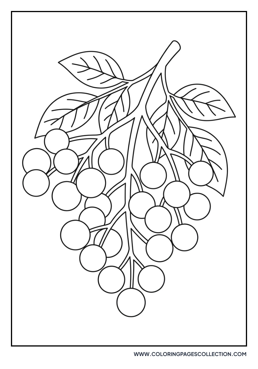 Elderberry Cluster