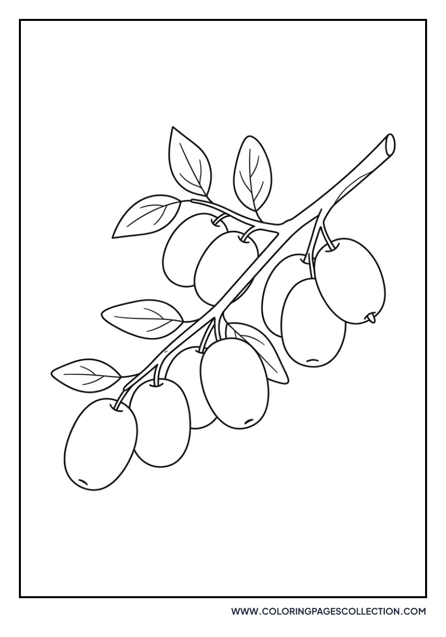 Jujube Fruit on Branch
