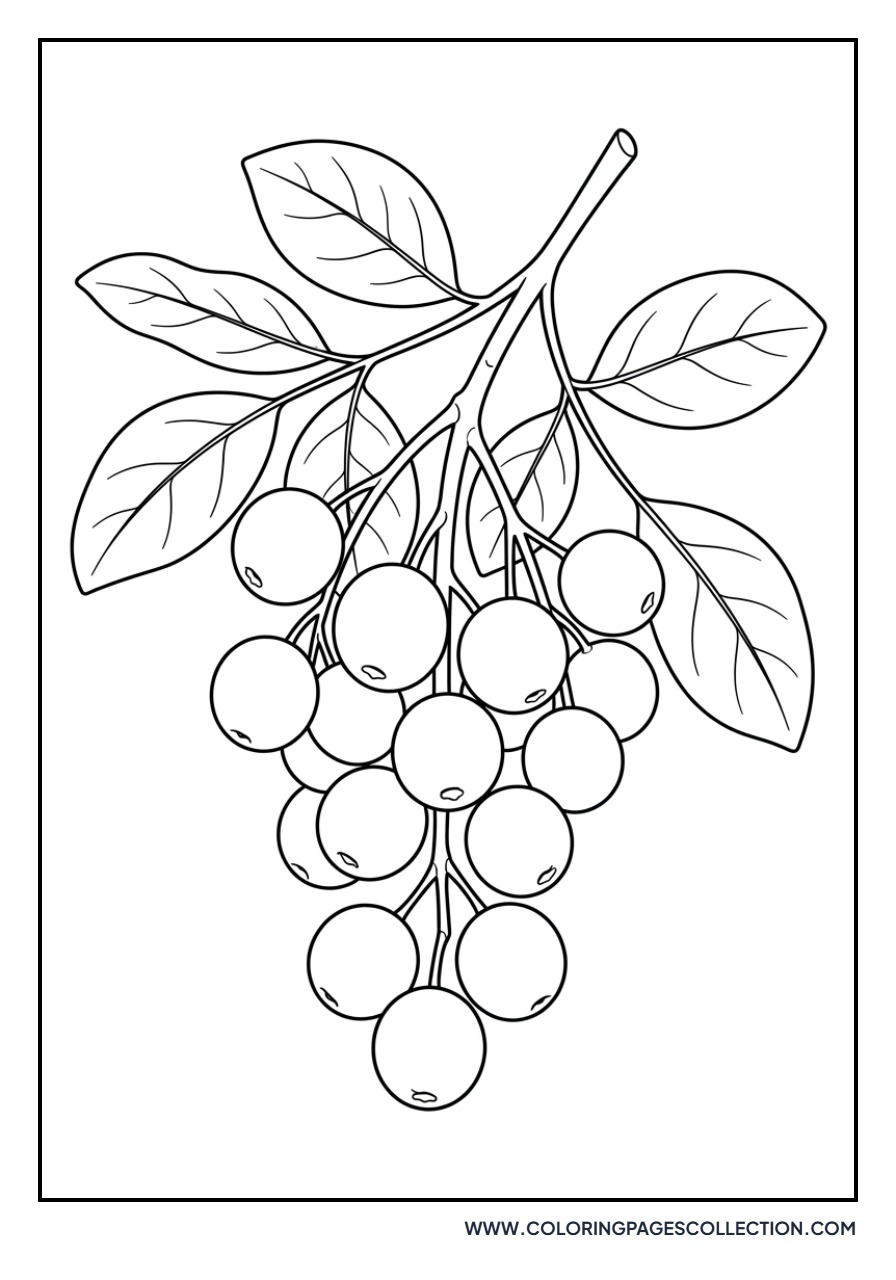 Nance Fruit Bunch