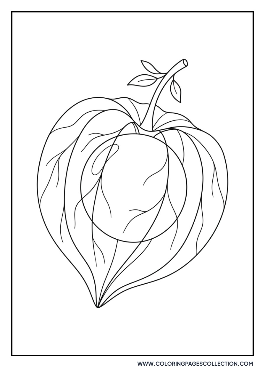 Physalis (Cape Gooseberry) in Husk