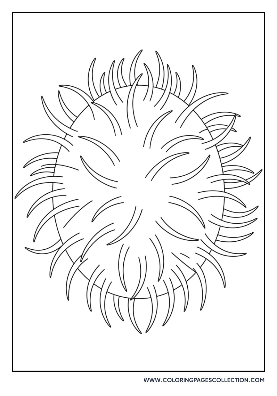Rambutan with Soft Spines