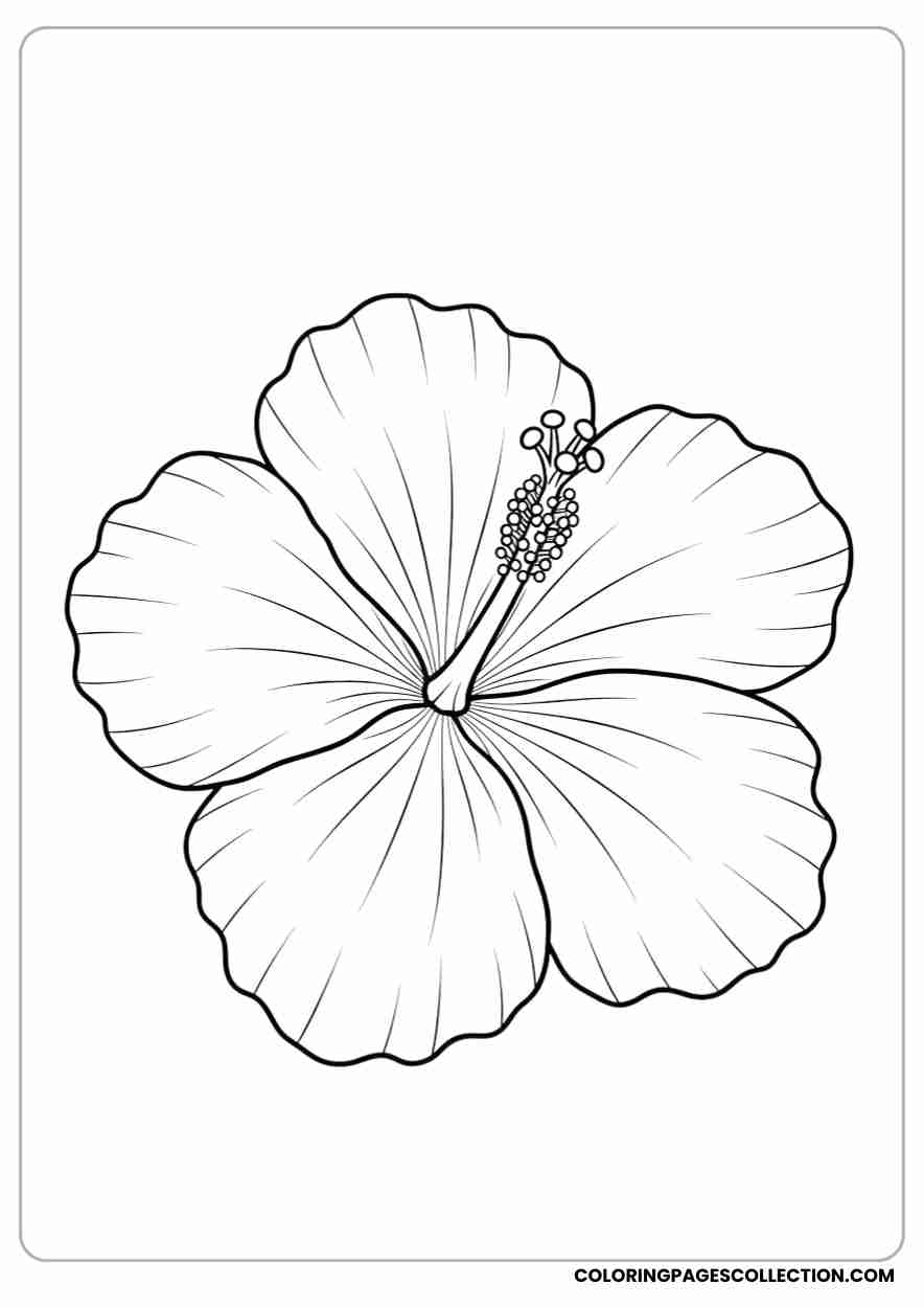 hibiscus coloring pages