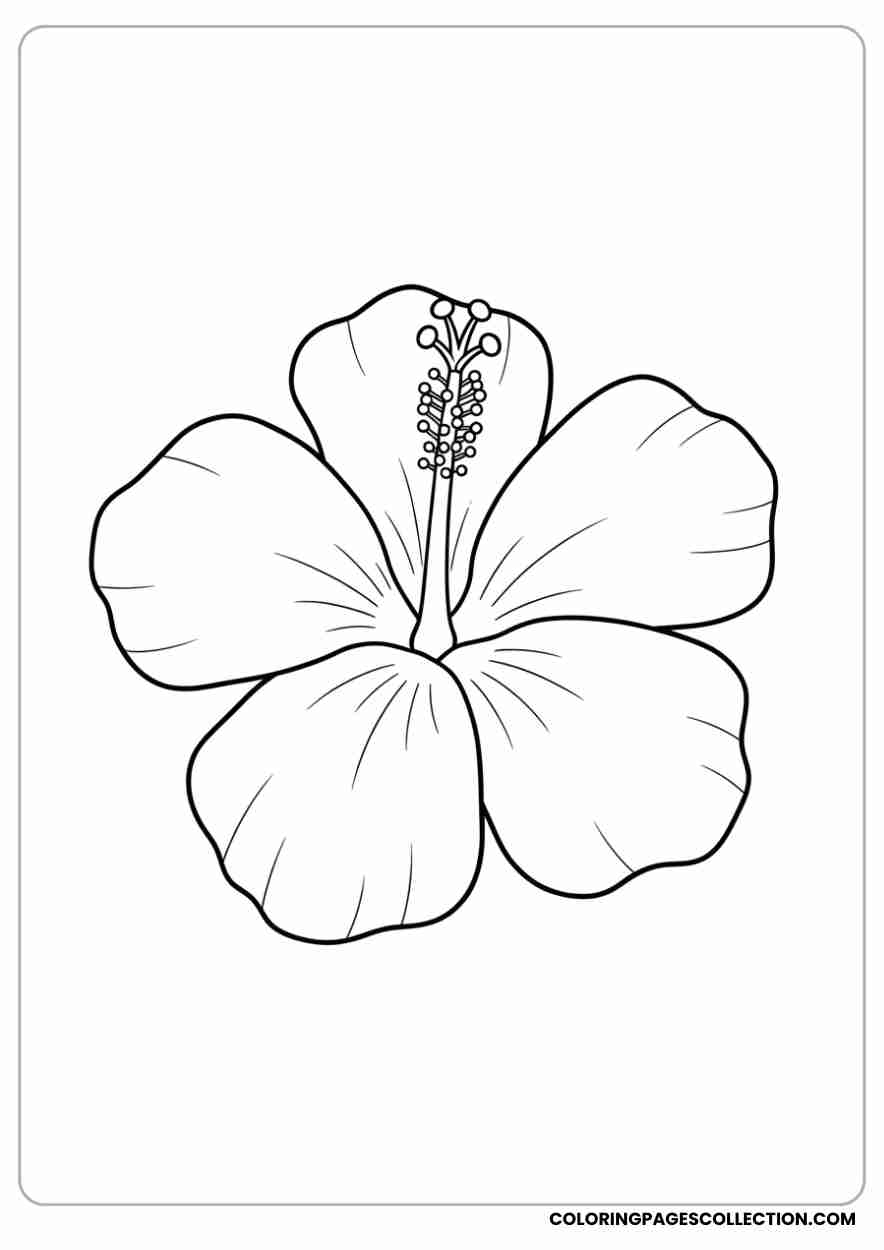 hibiscus coloring pages