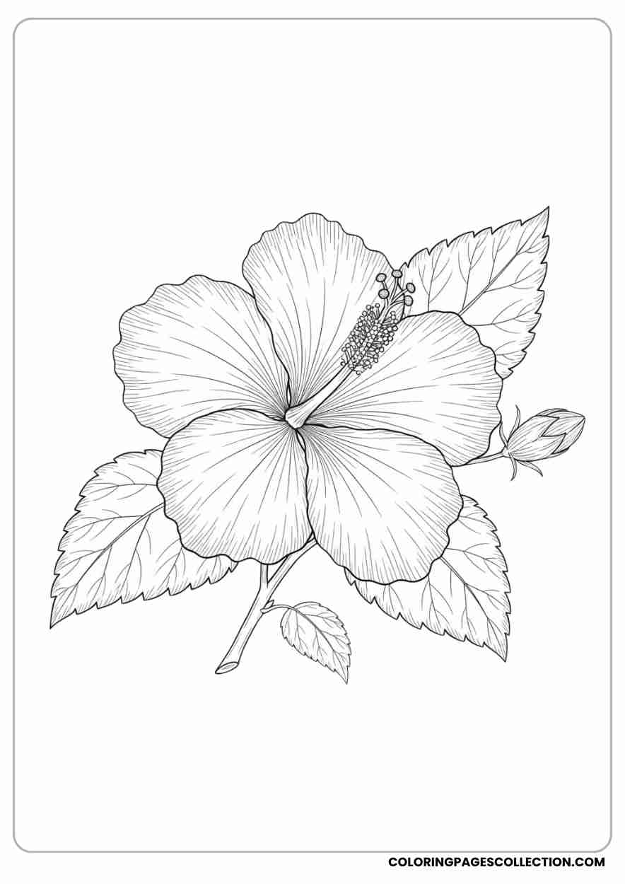 hibiscus coloring pages
