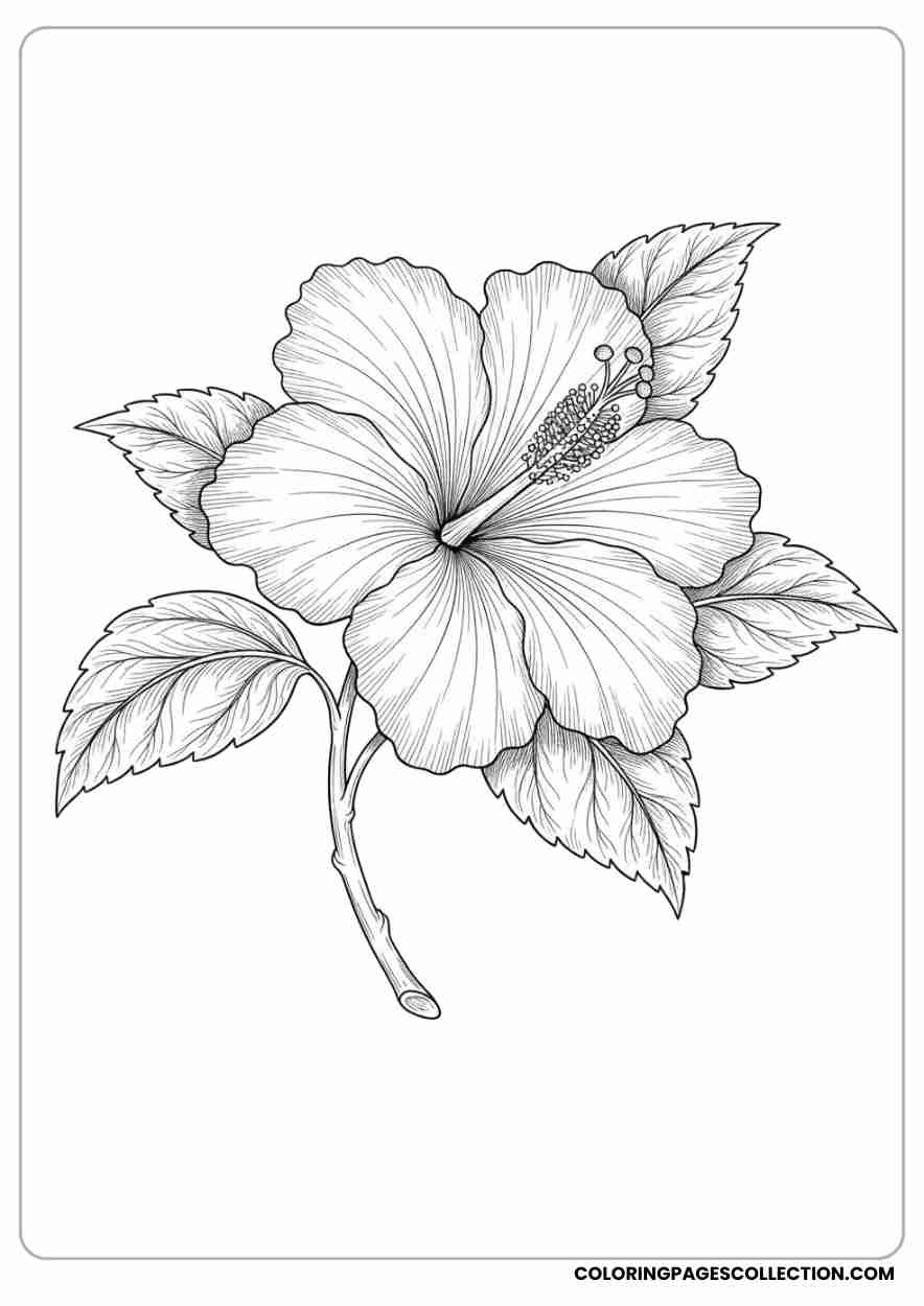 hibiscus coloring pages