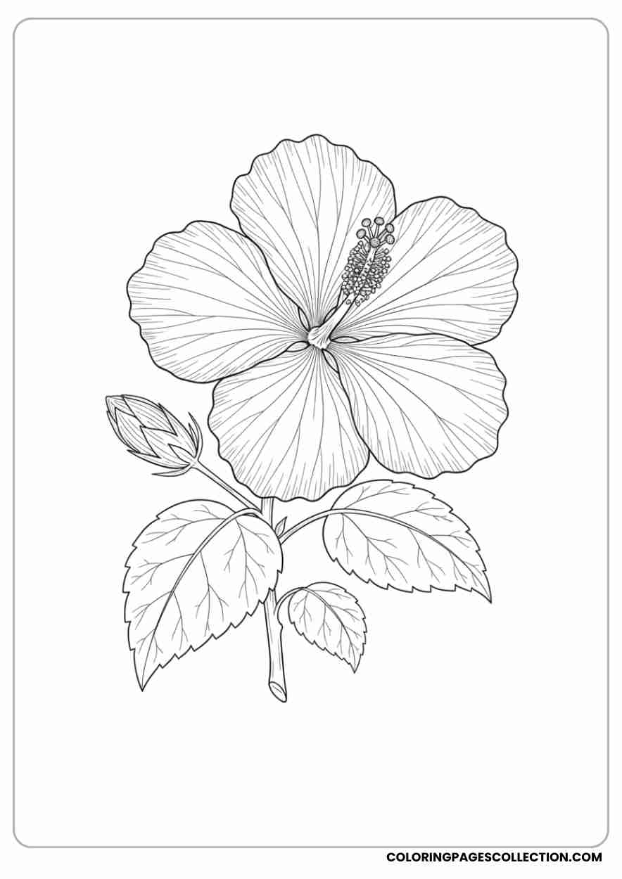 hibiscus coloring pages