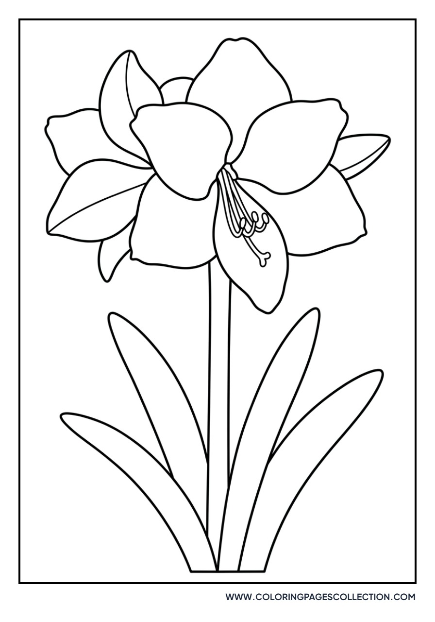 Amaryllis Lily Style