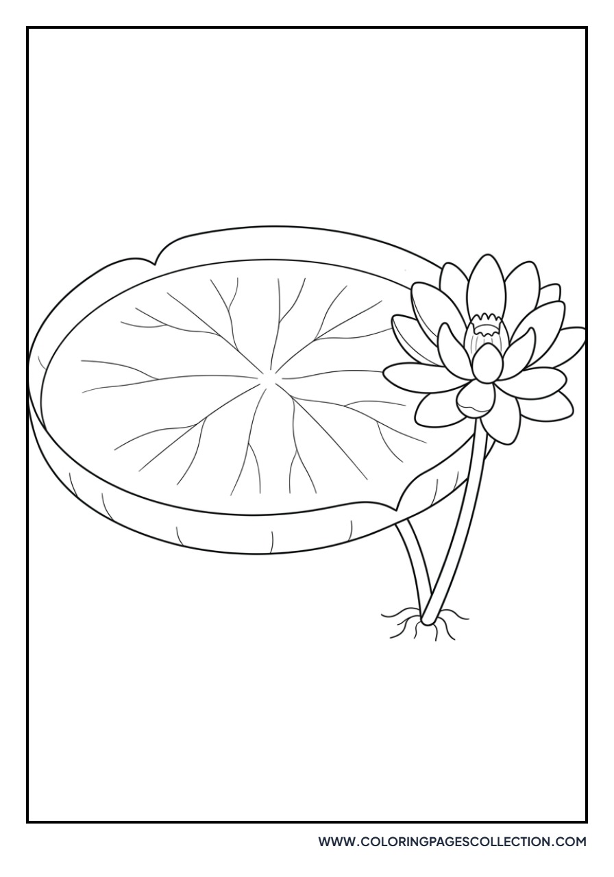 Amazon Water Lily