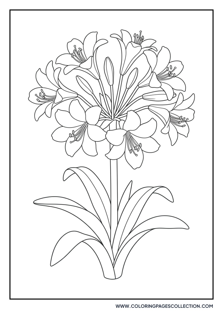 Candelabra Lily Cluster