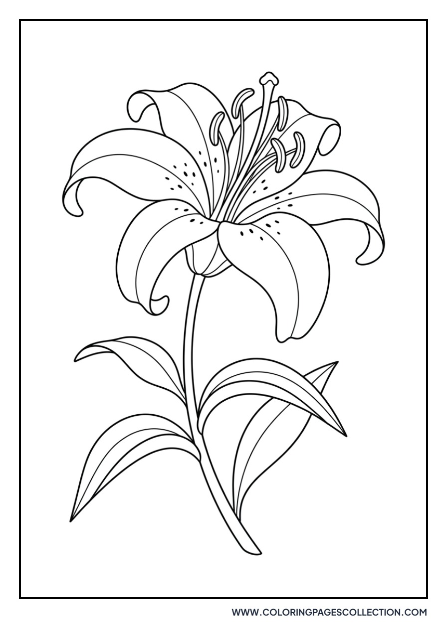 Carolina Lily Bloom