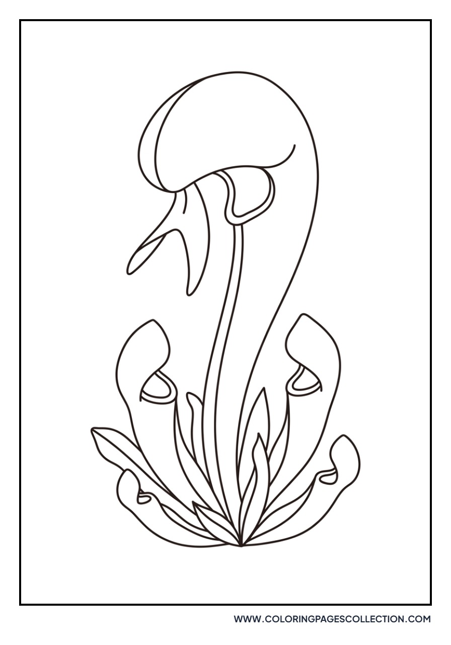 Cobra Lily Pitcher