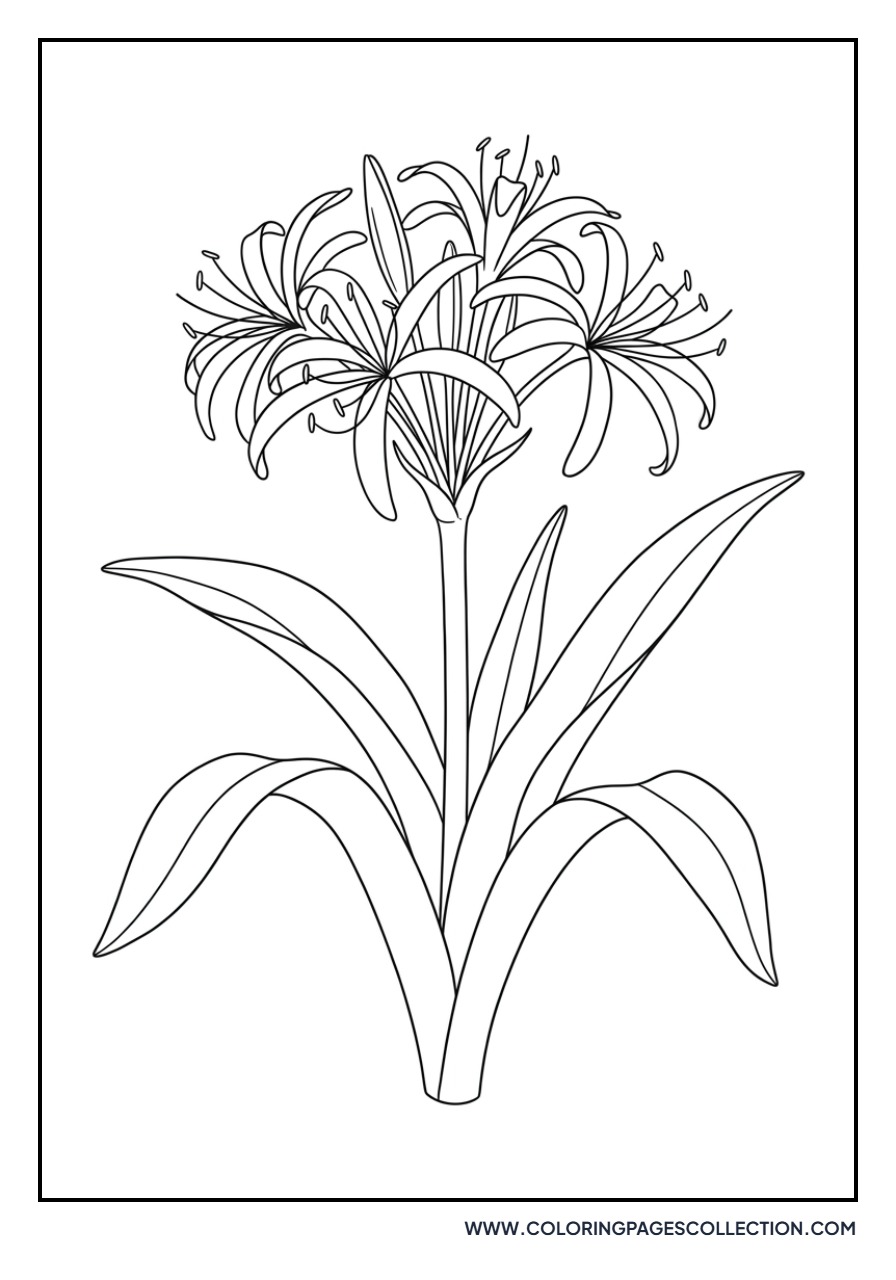 Crinum Lily Bloom