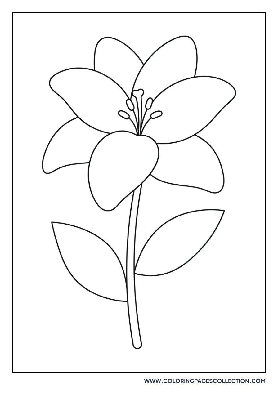 Double Bloom Lily