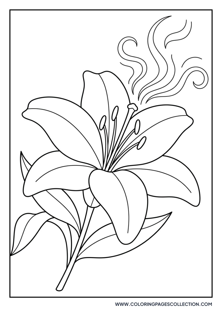 Fragrant Lily Bloom