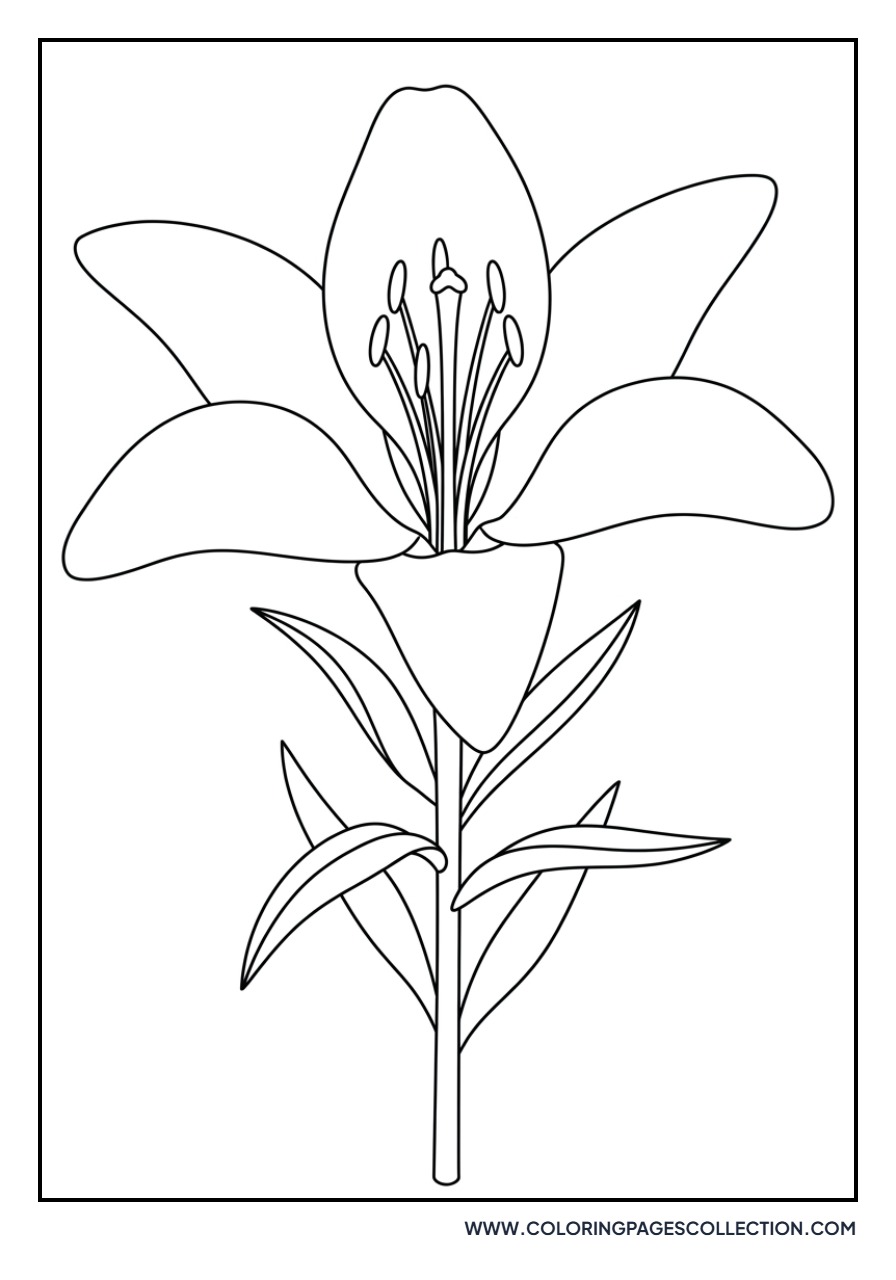 Giant Wood Lily