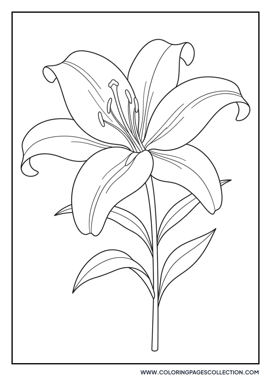 Golden Rayed Lily