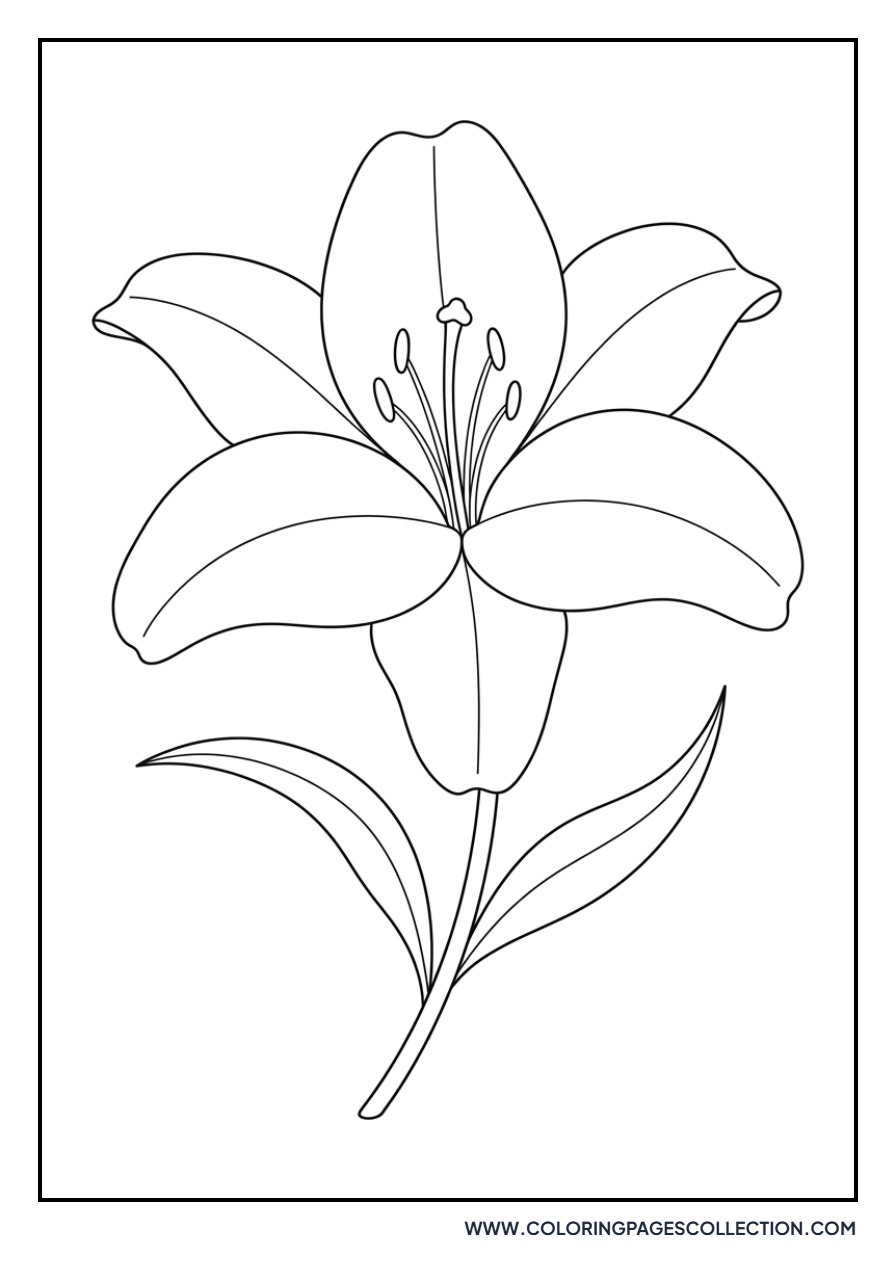 Japanese Lily Bloom