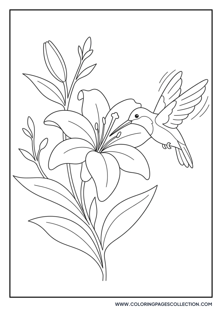 Lily and Hummingbird