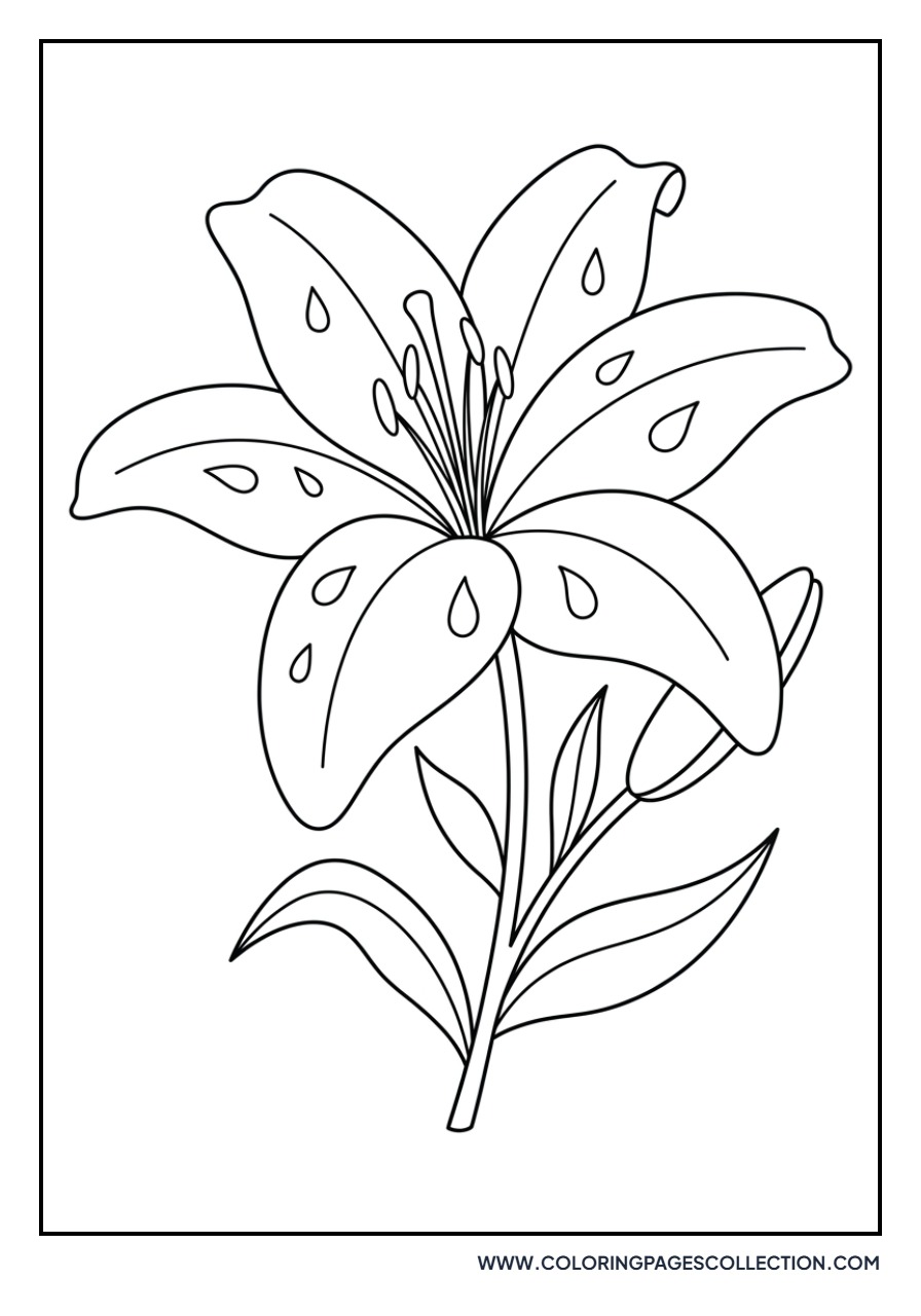 Lily and Raindrops