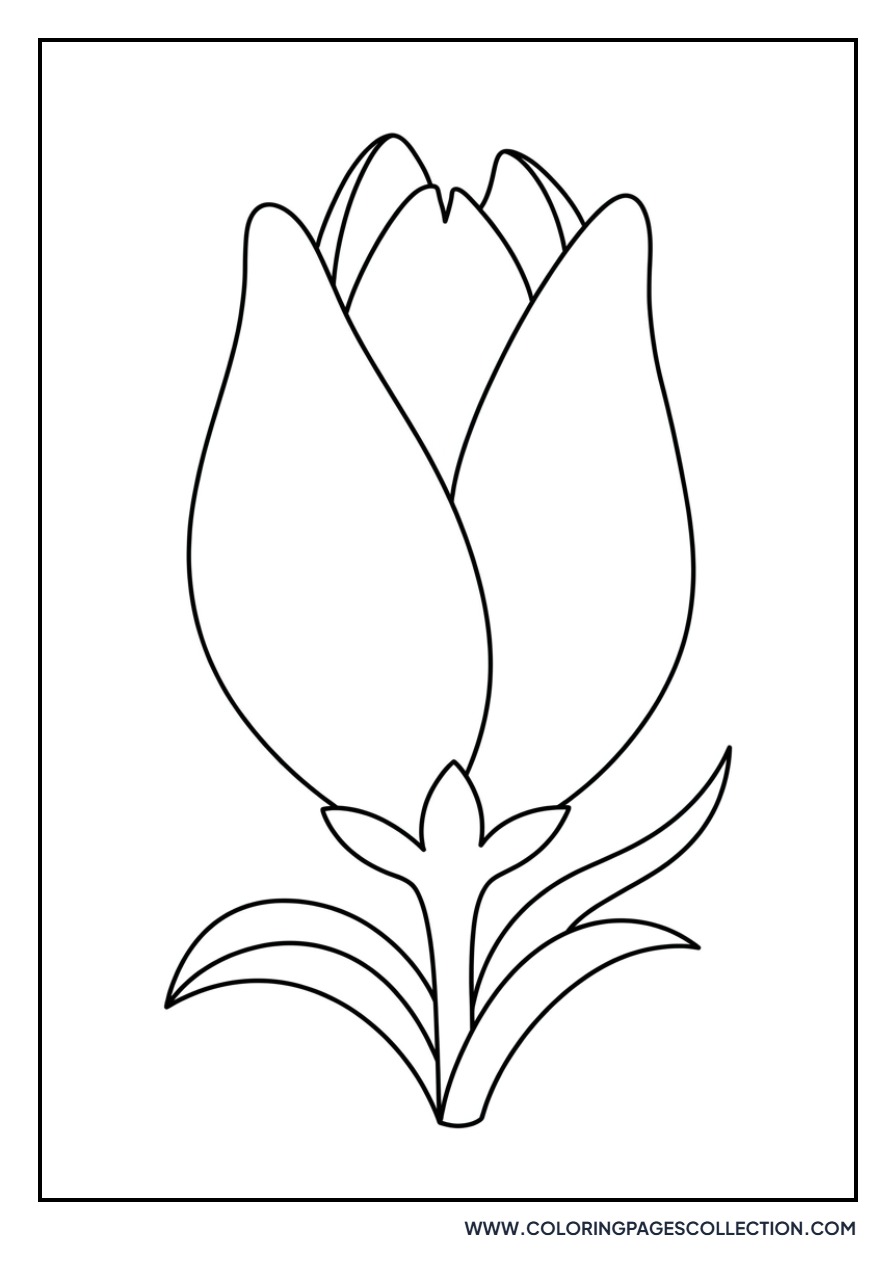 Lily Bud Opening
