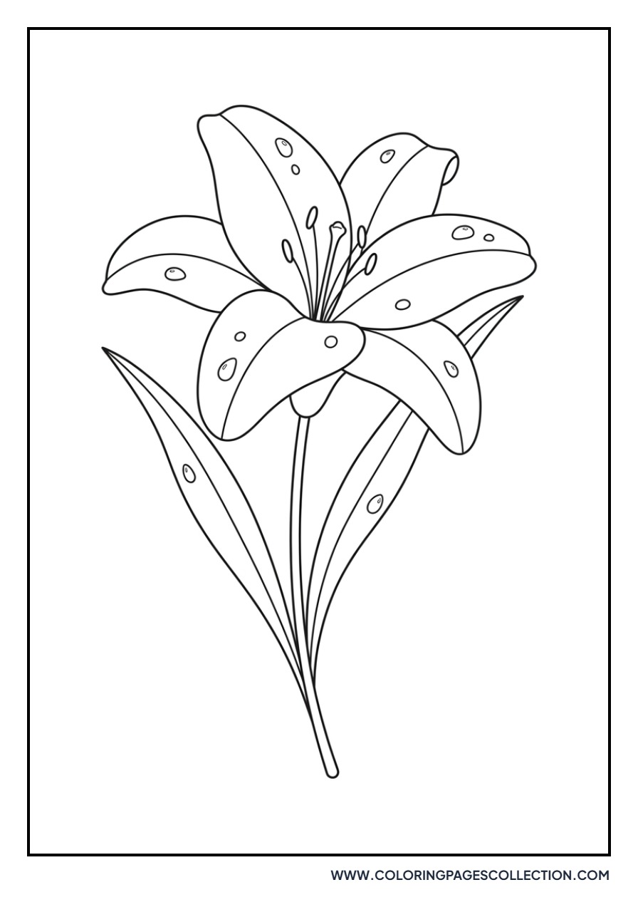 Lily with Dew Drops