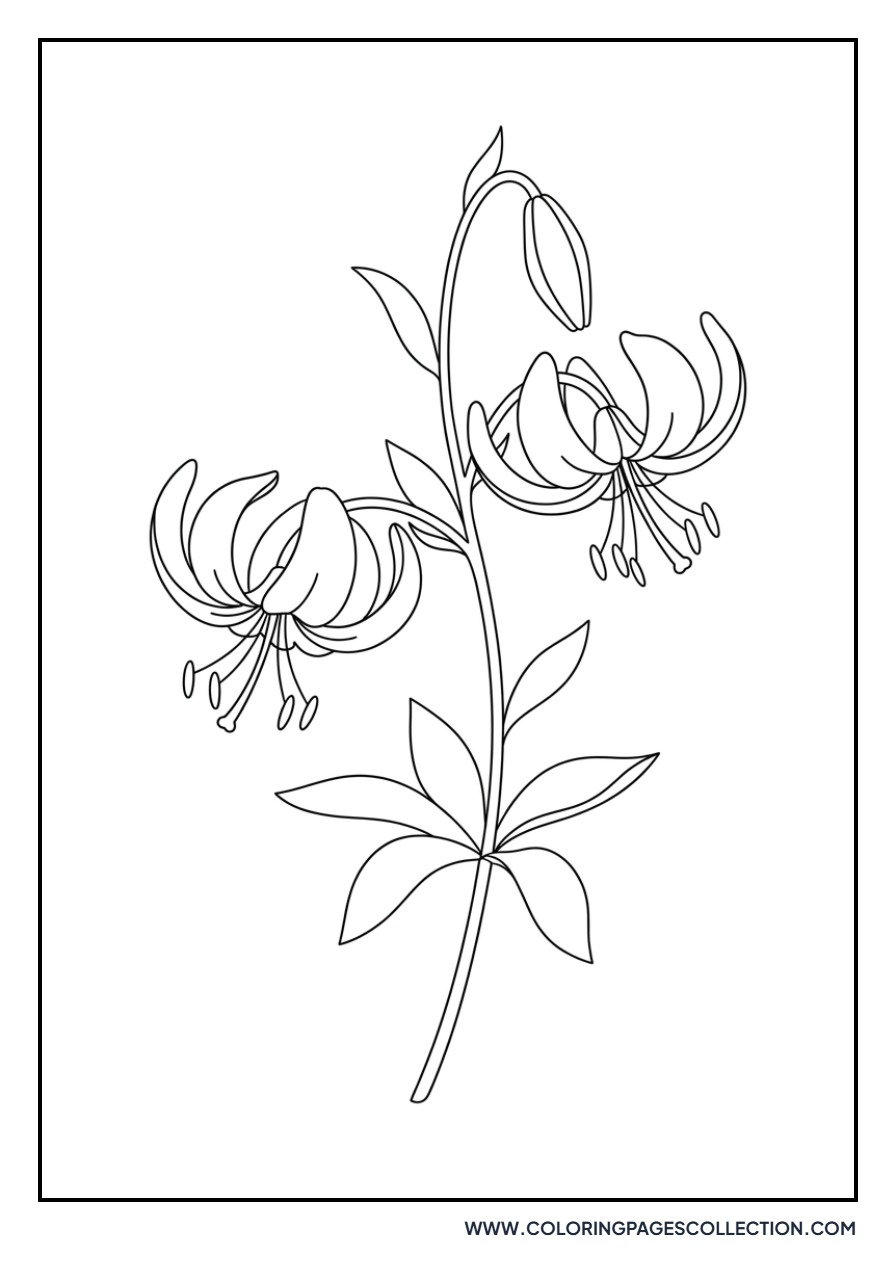 Martagon Lily Turk's Cap