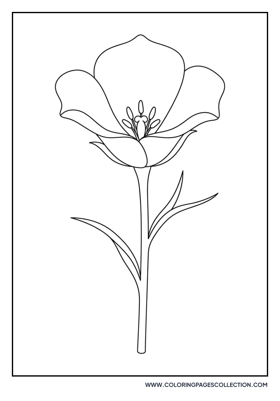 Mountain Lily Wildflower