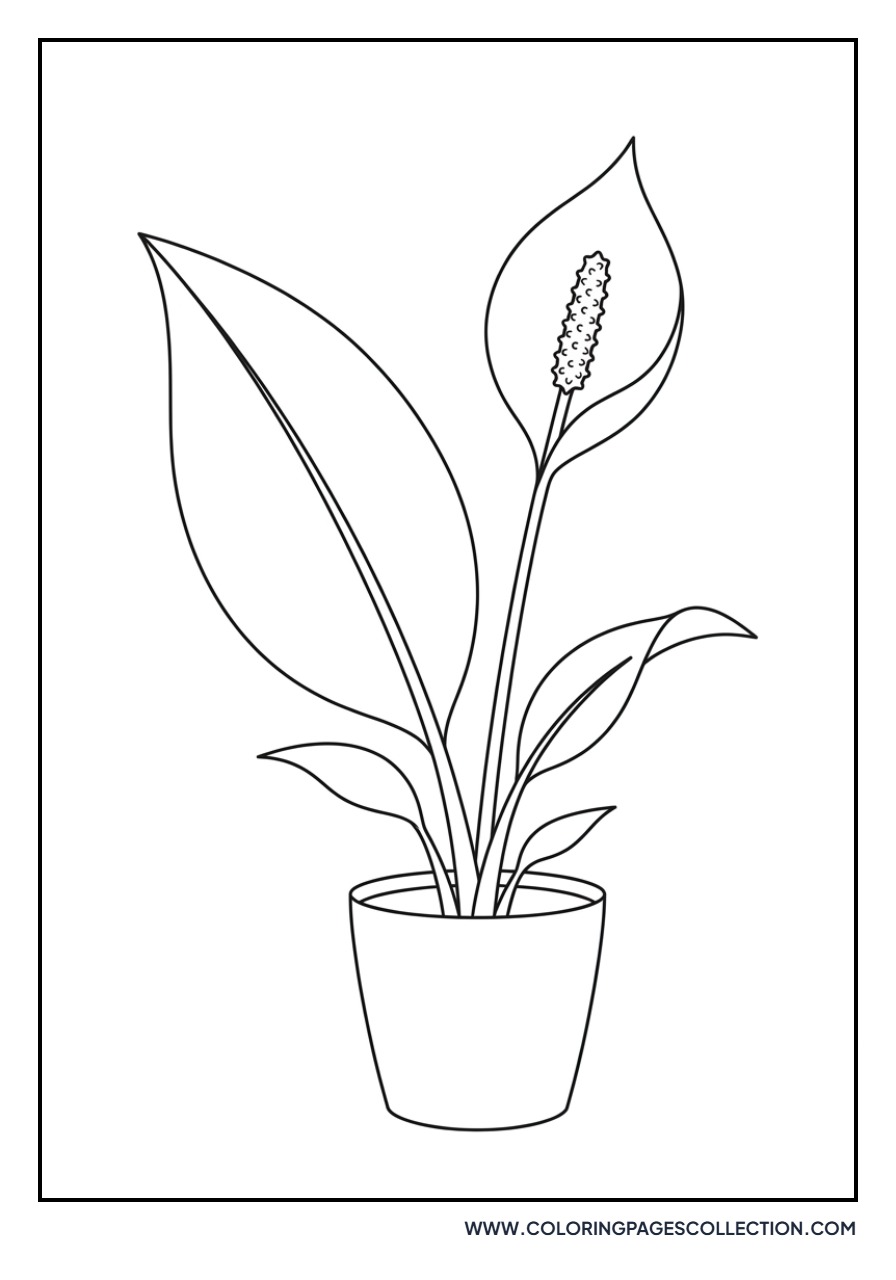 Peace Lily Houseplant