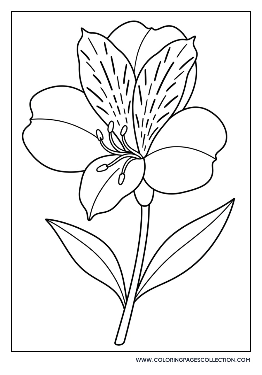 Peruvian Lily Alstroemeria