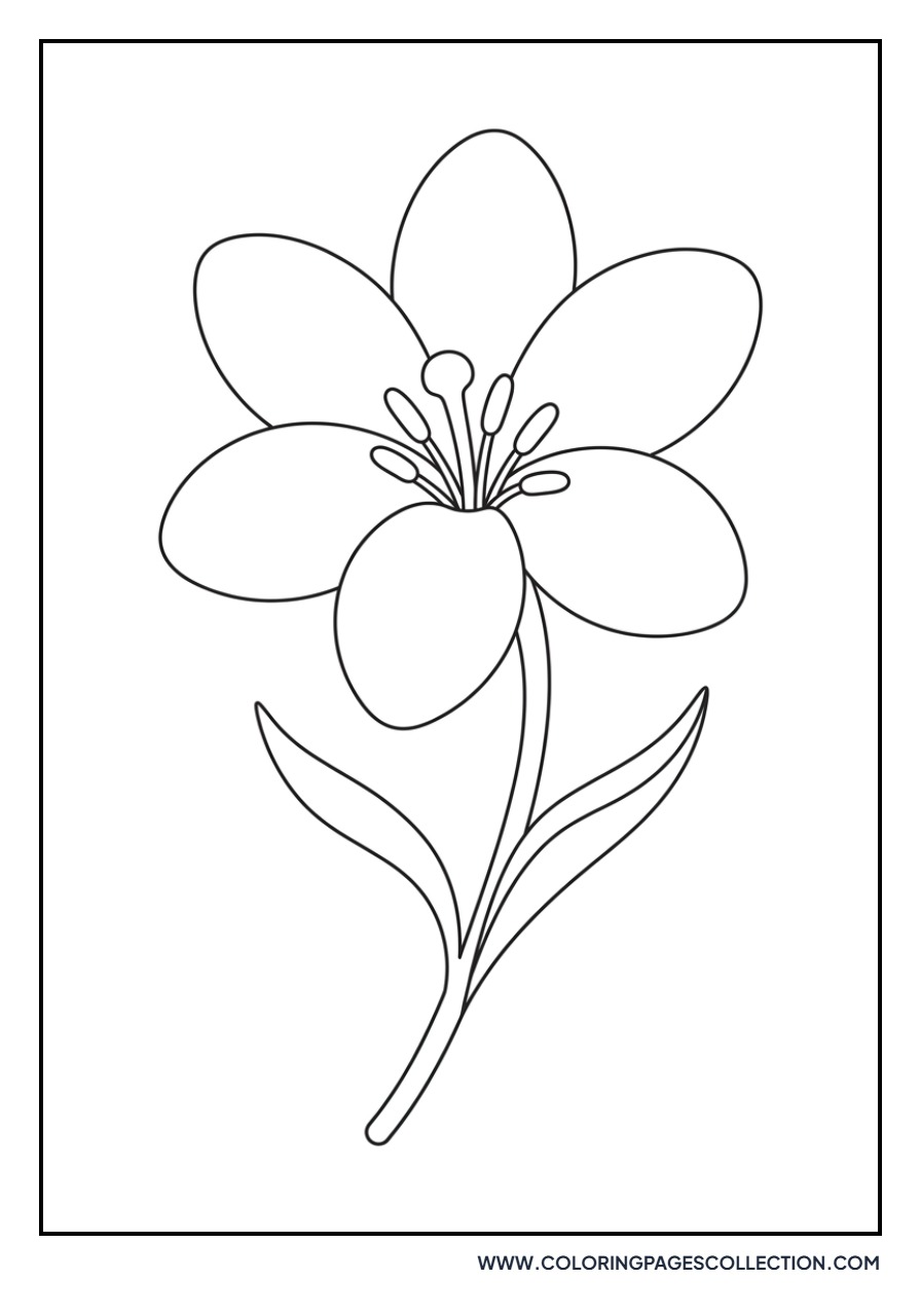 Rain Lily Small Flower