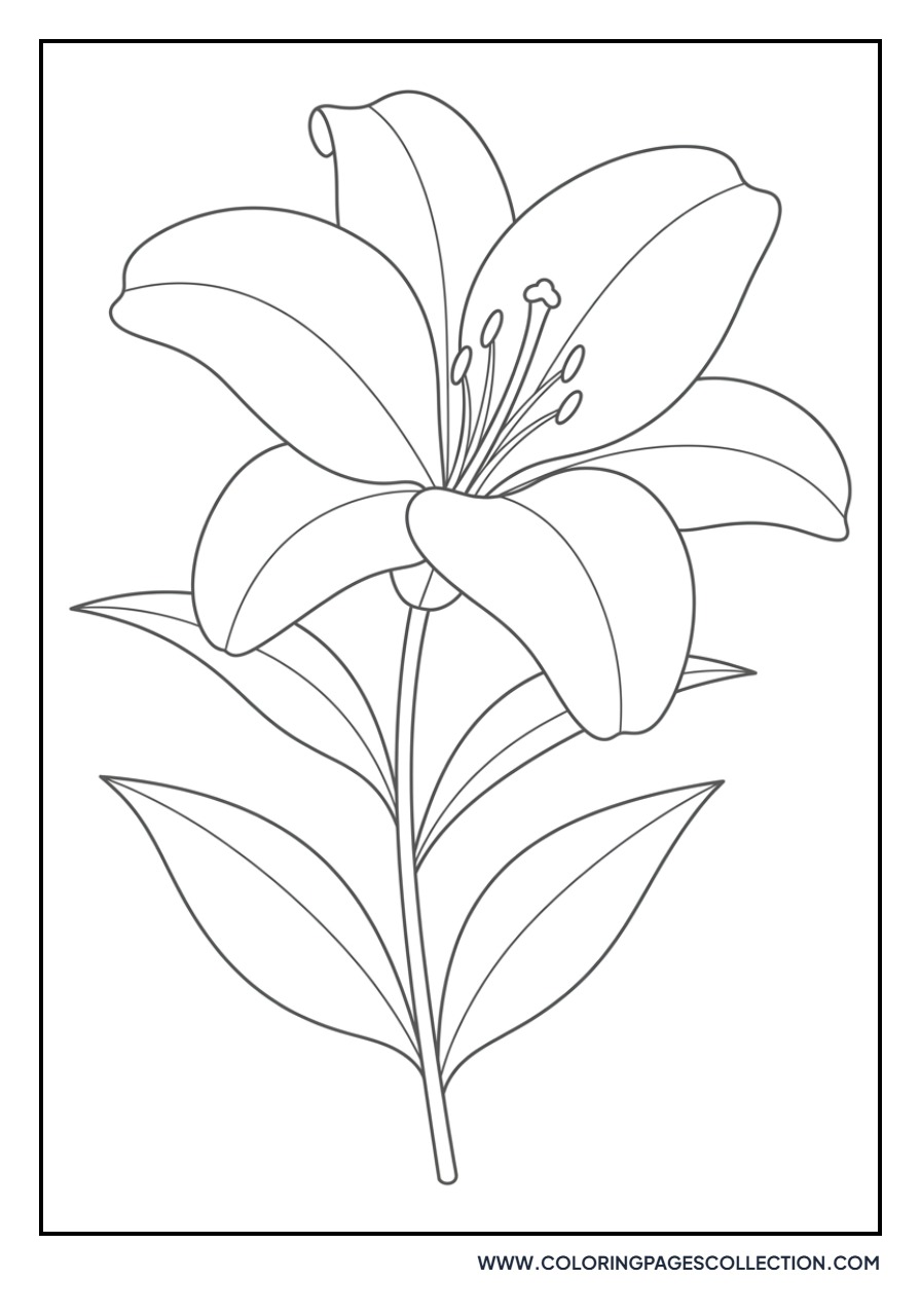 Siberian Lily Bloom