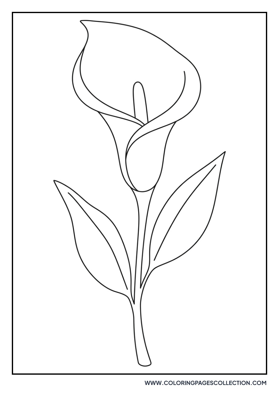 Simple Calla Lily Blossom