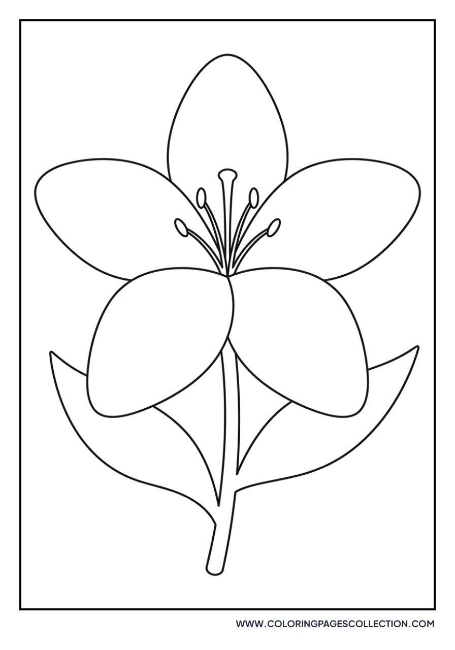 Simple Petal Lily