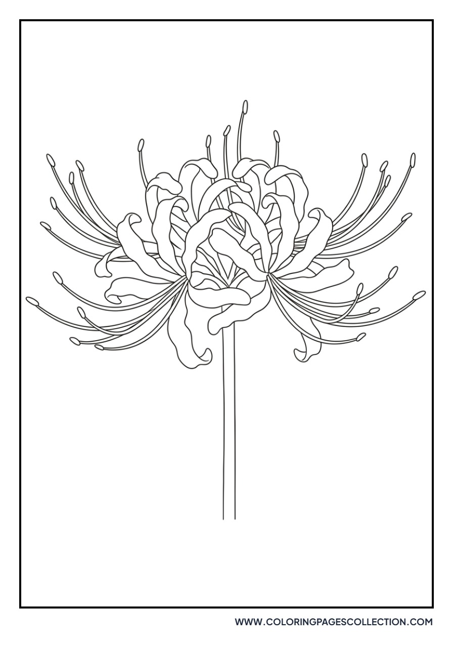Spider Lily Hymenocallis