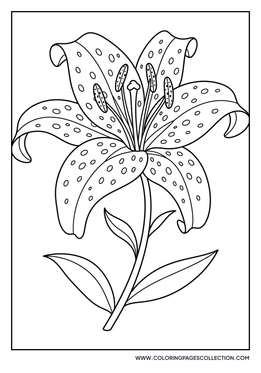 Spotted Leopard Lily