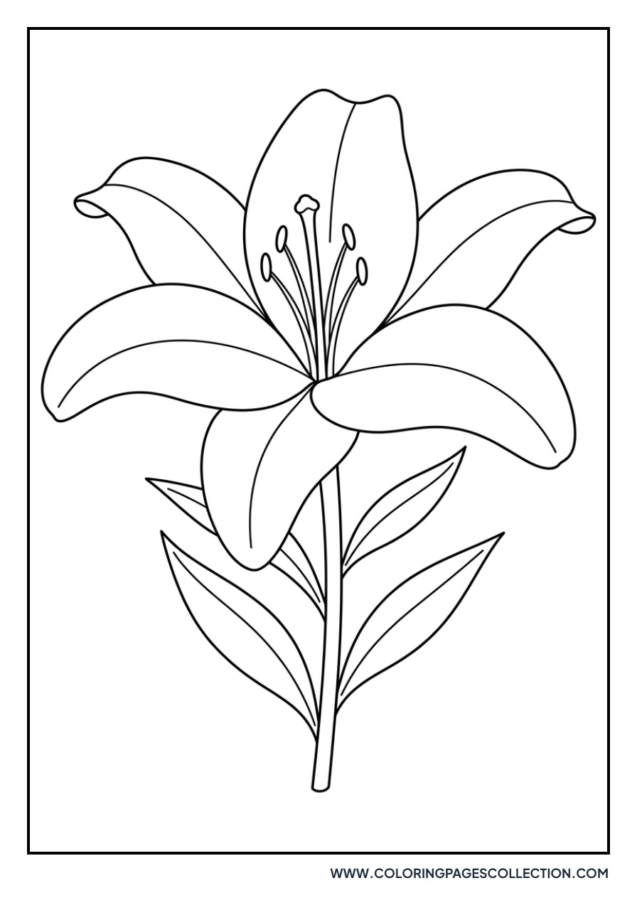 Stargazer Lily Bloom