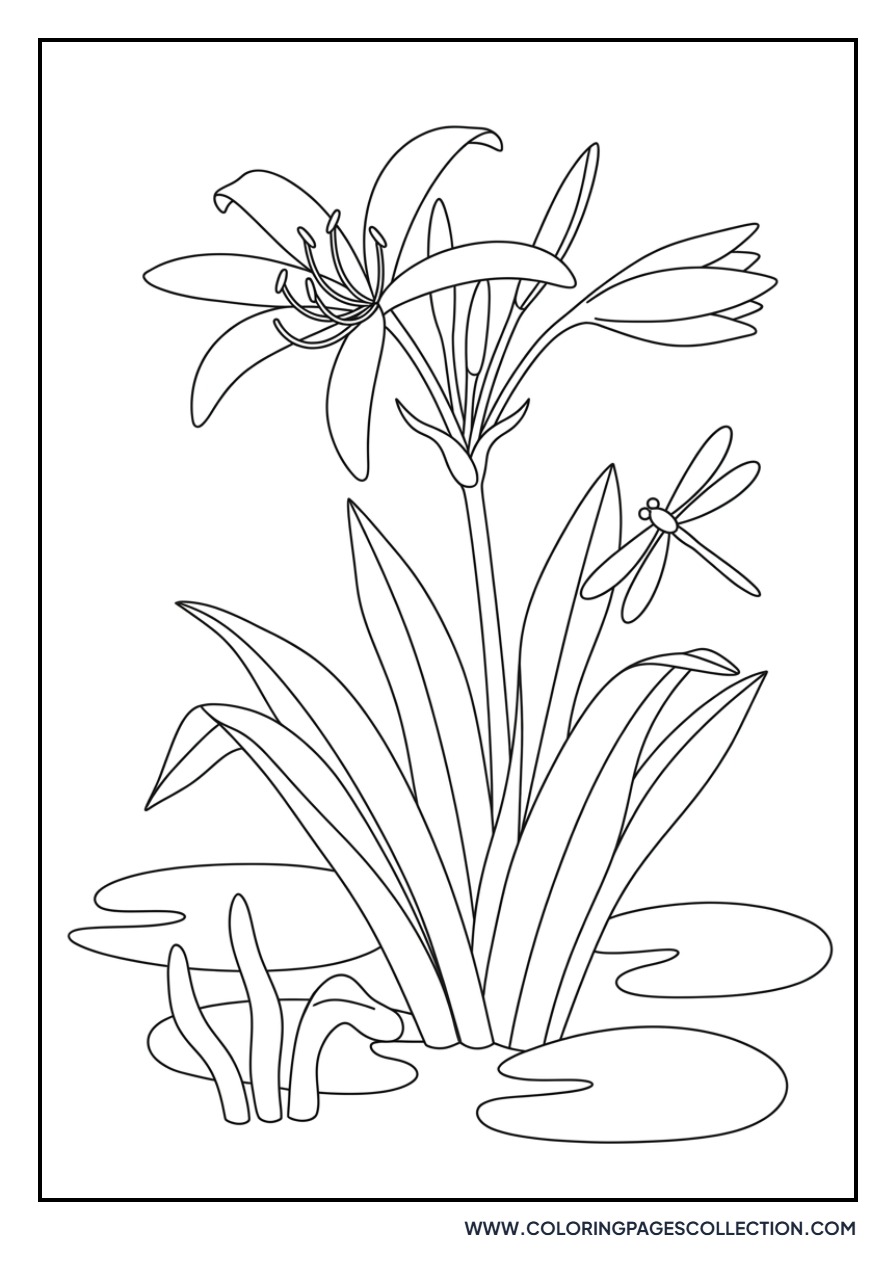 Swamp Lily in Nature
