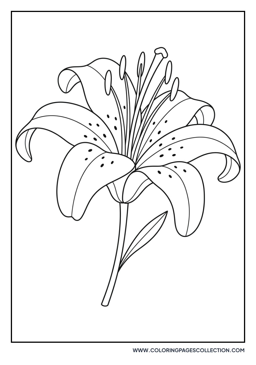 Tiger Lily with Dots