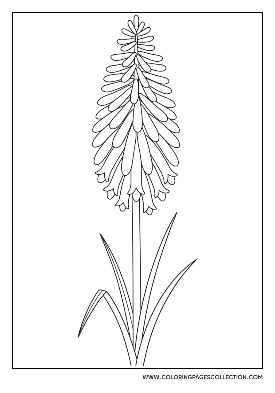 Torch Lily Red Hot Poker