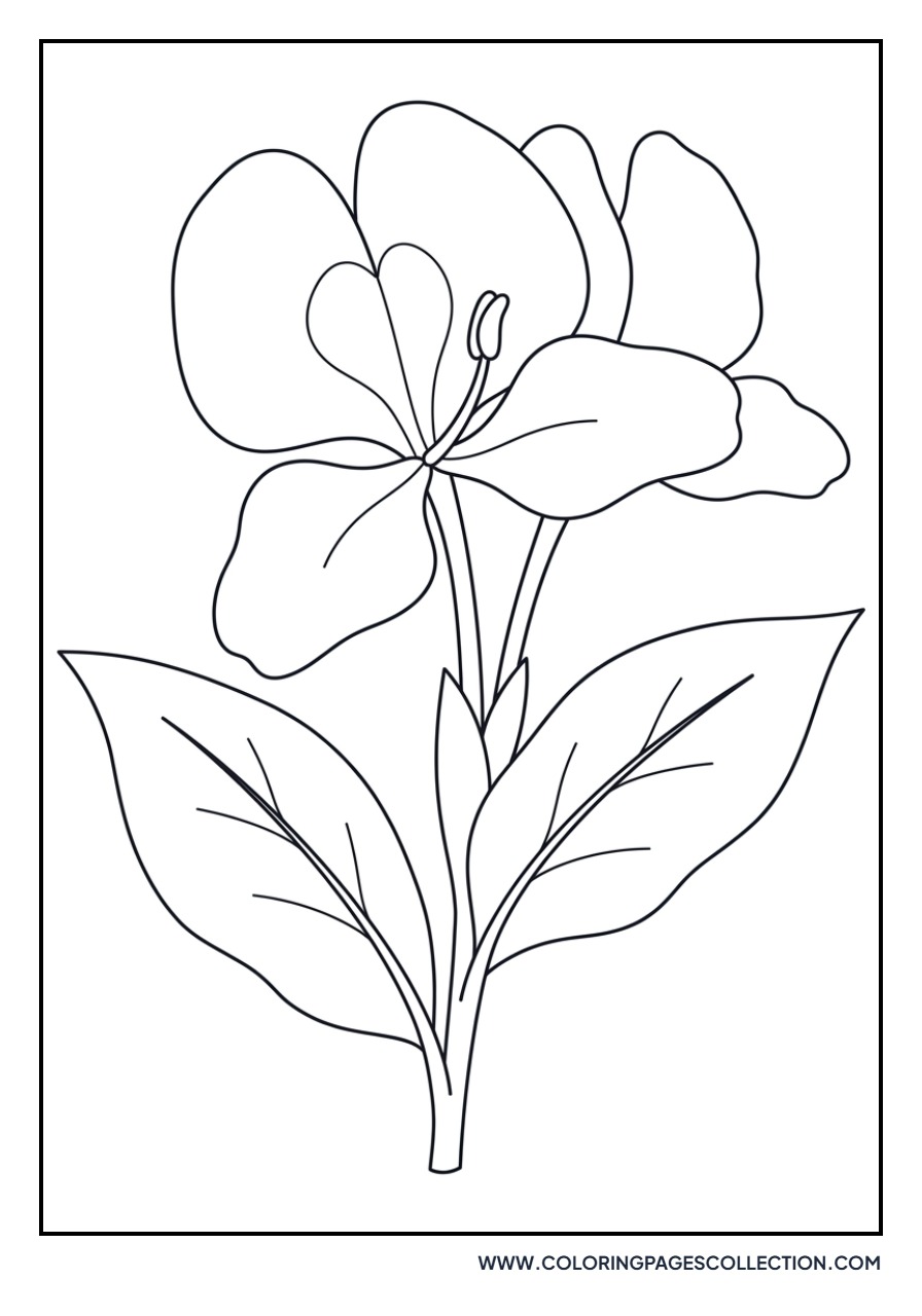 Tropical Ginger Lily
