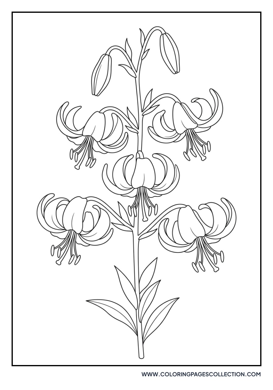 Turk's Cap Lily Bloom