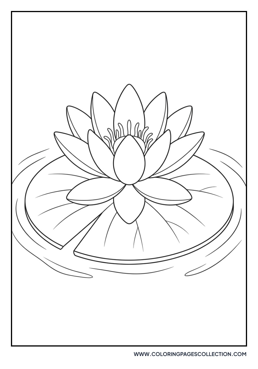 Water Lily on Pond